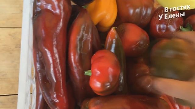 ДАЧА. САЛАТ ВКУСНЕЙШИЙ. ЗАПЕКАЮ СВЕКЛУ. МОРКОВЬ. СОЛЮ ОГУРЦЫ. ПАТИССОНЫ. смотреть онлайн