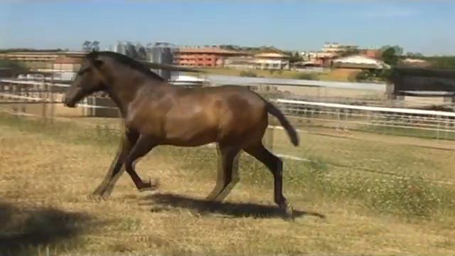 ficus b смотреть онлайн