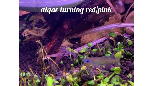 Update on the fight against Staghorn algae смотреть онлайн