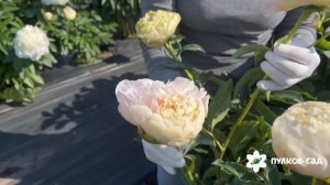 Анаталий Скакодуб пион. Пулков сад