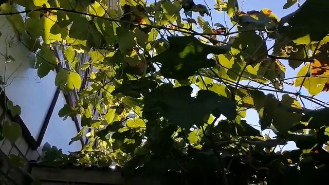 Виноград на горизонтальной шпалере смотреть онлайн