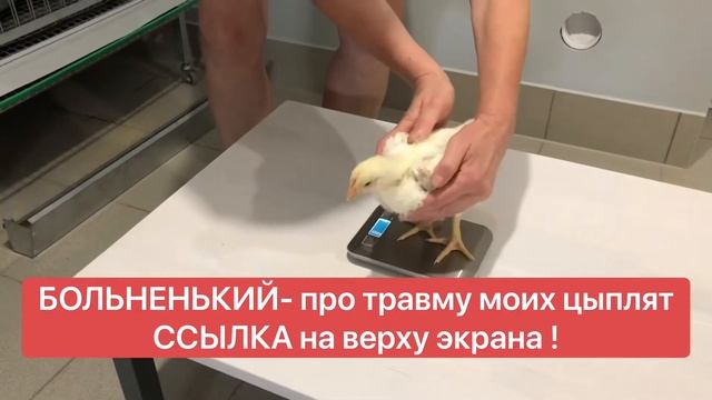 Бройлеры. День 21-ый. Выращивание бройлеров. смотреть онлайн