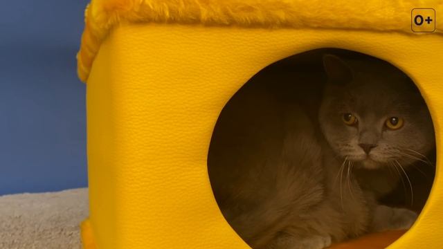 ШОТЛАНДСКИЕ КОТЫ: МНЕНИЕ ВЛАДЕЛЬЦА О ПОРОДЕ / СКОТТИШ СТРАЙТ И СКОТТИШ ФОЛД смотреть онлайн