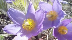 #Подснежники Полезные свойства #Сон-трава #Лекарственная трава