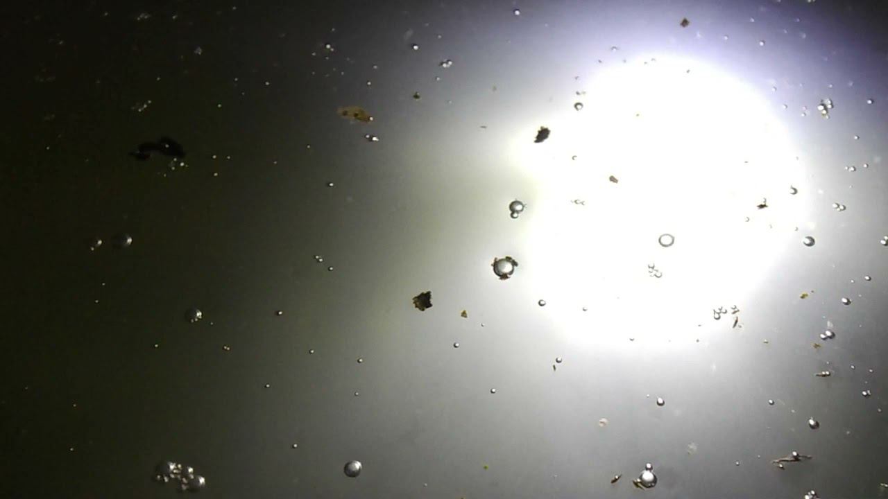 30 Дафния Моина спустя 6 дней после загрузки эфиппий смотреть онлайн