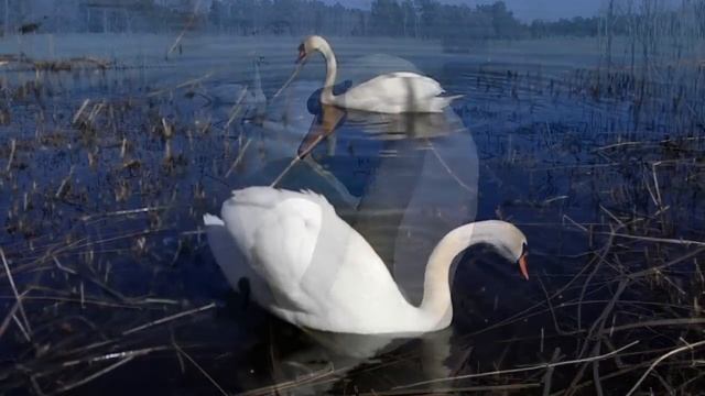 Лебедь-шипун на Беберлини смотреть онлайн