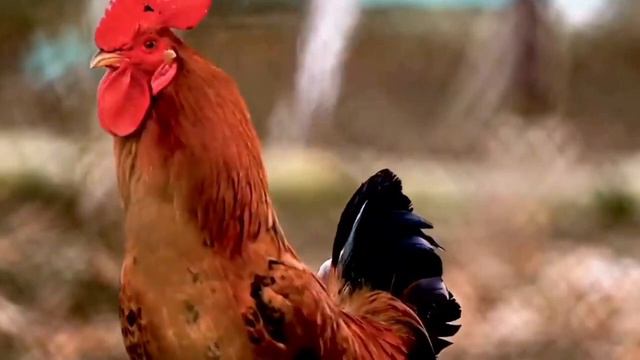 звуки разных животных, познавательное видео (sounds Of Different Animals, Educational Video)