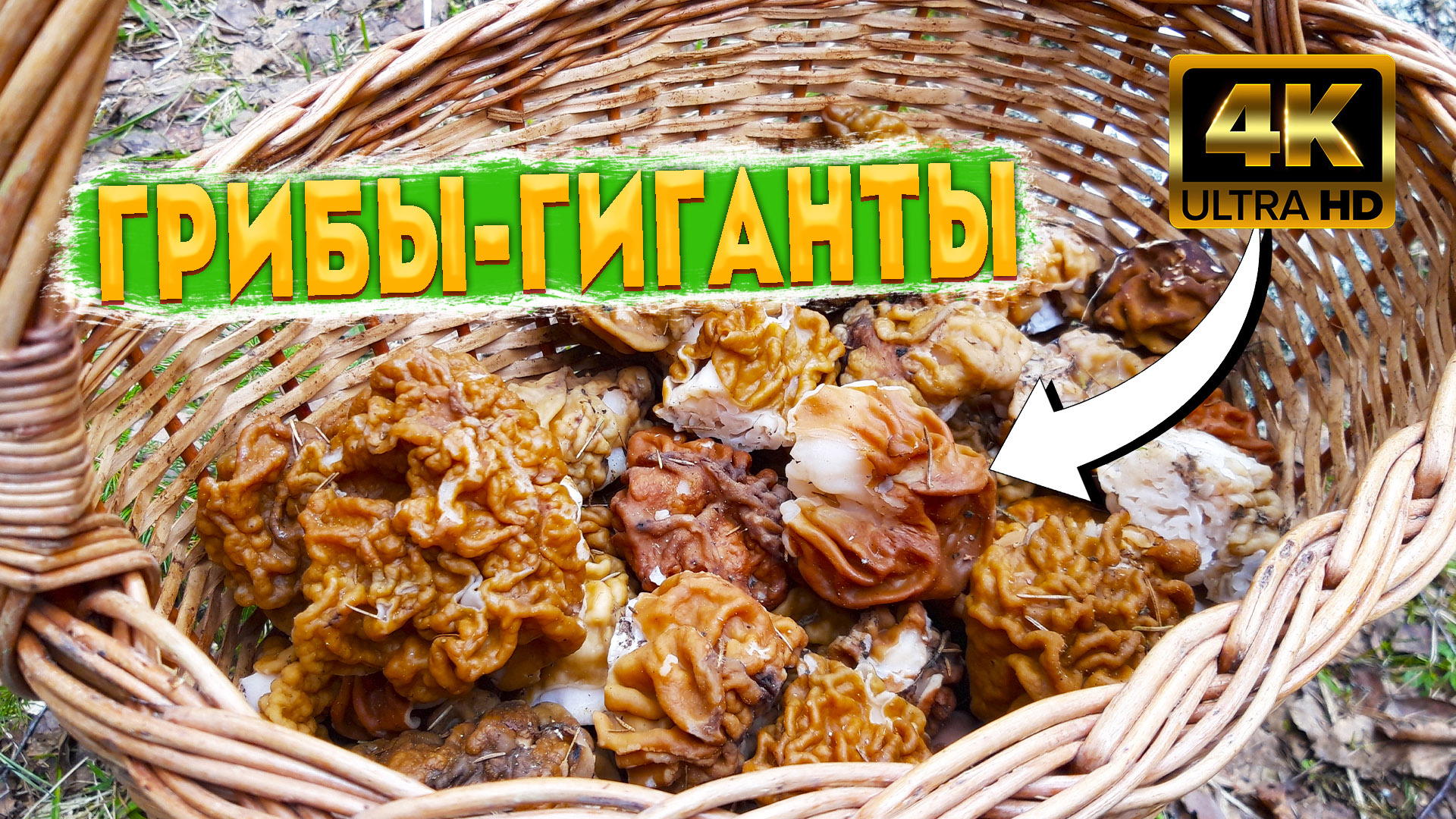 ? Грибы - ГИГАНТЫ уходят в глубь леса ? Первых грибов с каждым днем в лесу все больше ?ГРИБЫ 2022 смотреть онлайн