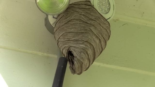 Yellow Jackets Nest Removal Wasp Nest Dolichovespula Arenaria Nest смотреть онлайн