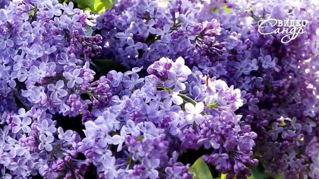 Танец весенних цветов. Dance of spring flowers. смотреть онлайн
