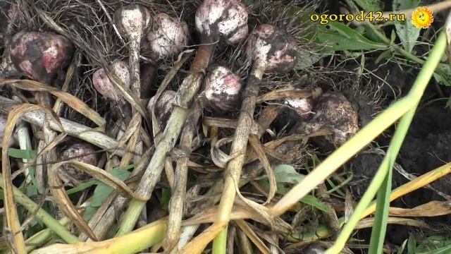 Правила уборки озимого чеснока смотреть онлайн