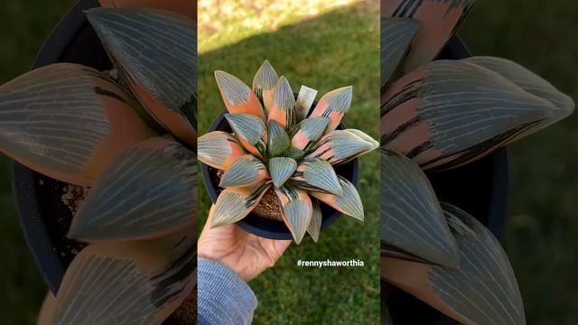 Product gallery: Haworthia cv ‘Rainbow Sky’ variegate. Find it at: https://sales.maughanii.com смотреть онлайн