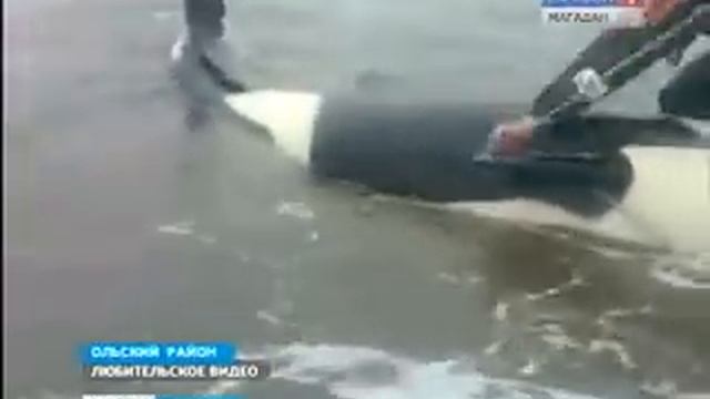 Как тауйчане касатку спасали. смотреть онлайн