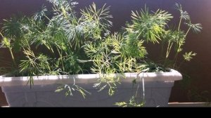 Не получается вырастить укроп на подоконнике? Поможет маленький секрет