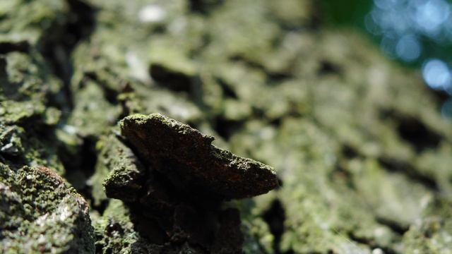 Nikon Coolpix A300 Macro Shots смотреть онлайн