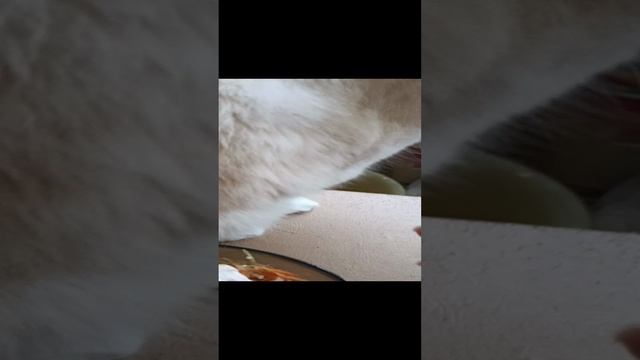 VID_20230323_124215.mp4 смотреть онлайн