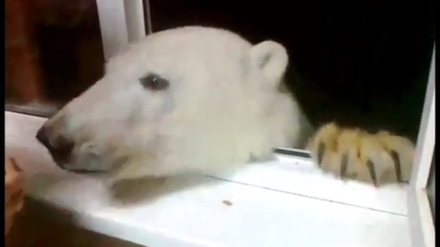 А Вам слабо!? Медвежонок-сладкоежка, или "как мужики белого медведя на Ямале кормили"... смотреть онлайн