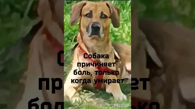 Любимый друг