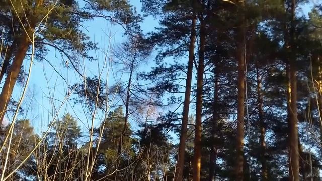 Зимний лес и мышкины следы.. смотреть онлайн