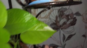 Показываю свои эпипремнумы?