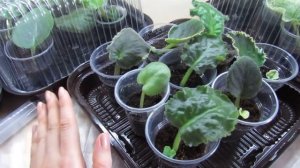 КОГДА И КАК ПОЛИВАТЬ ЧЕРЕНКИ ФИАЛКИ НА УКОРЕНЕНИИ!