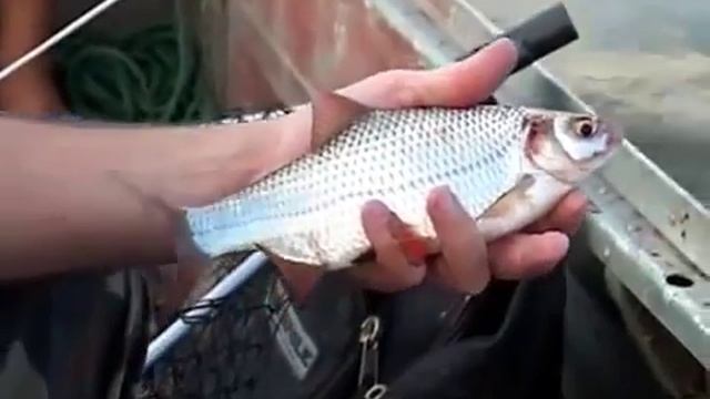 Ловля Белой Рыбы Бортовыми Удочками О Рыбалке Всерьез Low смотреть онлайн