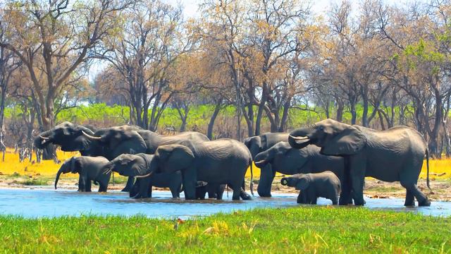 4K African Animals: Serengeti National Park - Scenic Wildlife Film With Calming Music смотреть онлайн