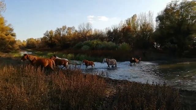 Табун лошадей смотреть онлайн