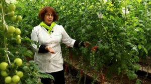 Томат Эльф. Супер Черри гибрид устойчивый к болезням. А на вкус - пальчики оближешь!