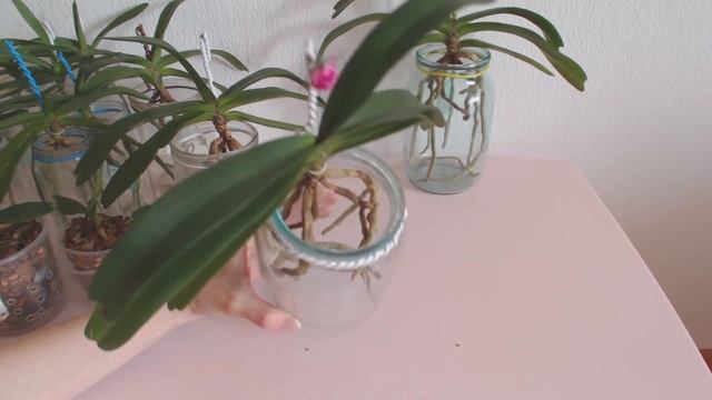 Орхидеи в банках!!! Саженцы Орхидей из стеклянных бутылок №2 спустя год смотреть онлайн