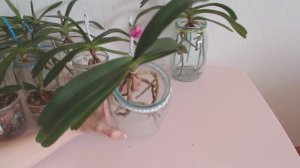 Орхидеи в банках!!! Саженцы Орхидей из стеклянных бутылок №2 спустя год