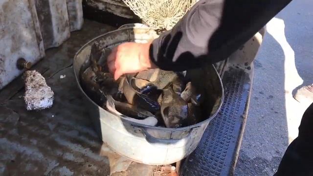 Зарыбление карьера Дружба Харьков 20.03.2020 350 кг карп и амур смотреть онлайн