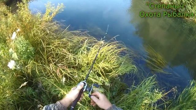 Маленькая лайка Прогулка с Гердой у речки 27 08 21 смотреть онлайн