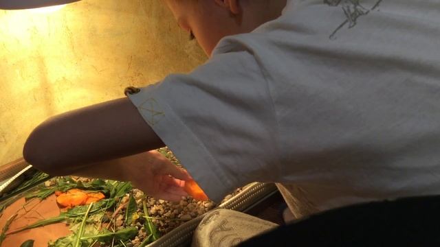 Что черепаха любит есть смотреть онлайн