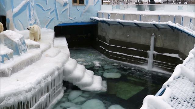 Наши мимишки не выходят из воды, всё играют 11.12.2020 смотреть онлайн