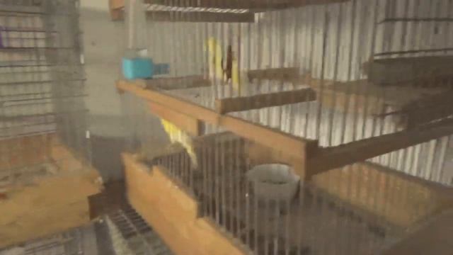 Разведение канареек Формируем пары и проверяем яйца на оплодотворенность смотреть онлайн