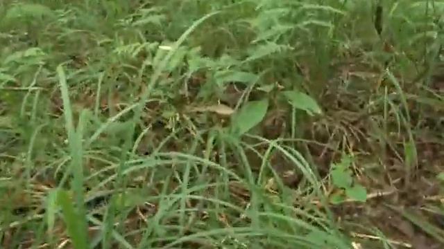 Сезон тихой охоты какие грибы водятся в Одинцово смотреть онлайн