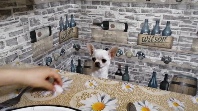 Чихуахуа кушает за столом. Команда 