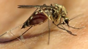 Укус комара  Макро съемка (под микроскопом)