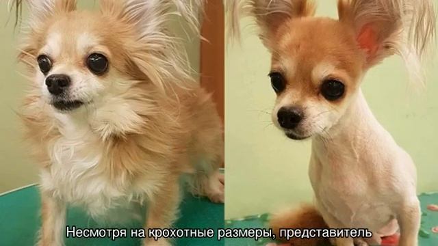 Чихуахуа длинношерстные: стрижка и уход смотреть онлайн