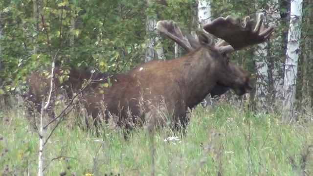Лось перед гоном смотреть онлайн