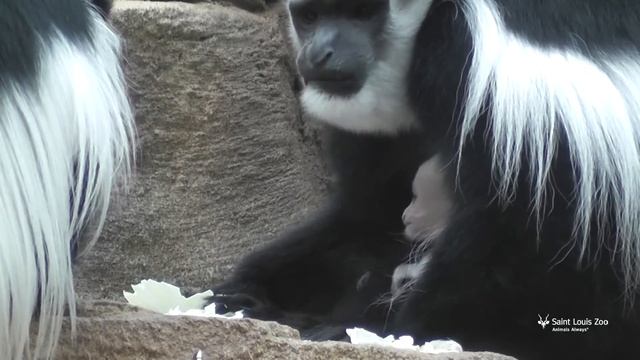 Baby colobus monkey at Saint Louis Zoo смотреть онлайн