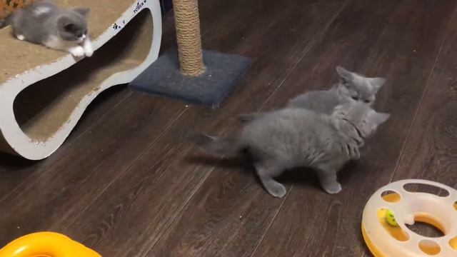 Британские котята играют смотреть онлайн