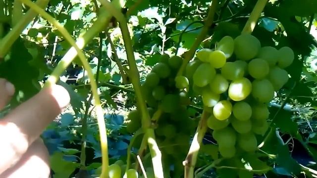 сорт винограда баготяновский смотреть онлайн