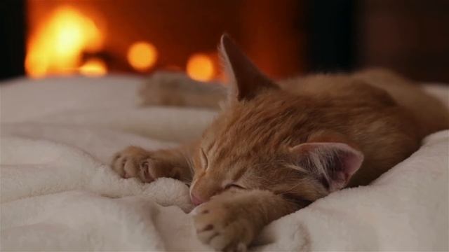 Cat sleeping with Fireplace Crackling Sounds смотреть онлайн