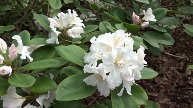 Rododendro de flor blanca: Rhododendron arboreum (www.riomoros.com) смотреть онлайн