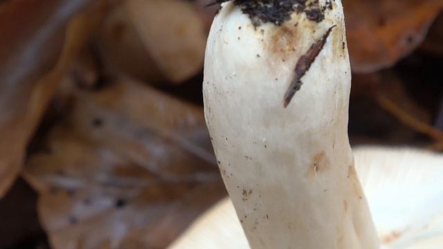 Lactarius pallidus - Lactario pálido - Pale Milkcap смотреть онлайн