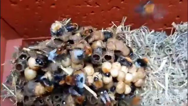 Шмели. смотреть онлайн