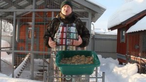 ПОЧЕМУ  РЫБУ НЕЛЬЗЯ ДАВАТЬ КУРАМ.
