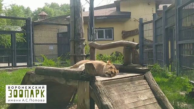 будни львов смотреть онлайн